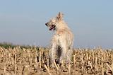 BOUVIER DES ARDENNES 137